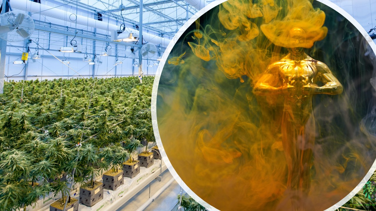 10 Steps to Win a Cannabis Business License